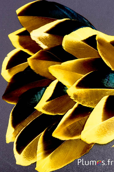 Pétales en plumes - 5-8 x 3-4 cm - jaune-noir